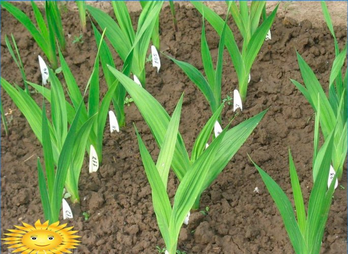 Gladioli - pravidla pro pěstování krále květin