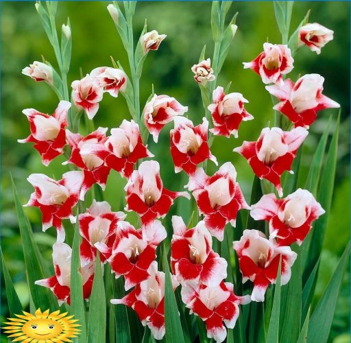 Gladioli - pravidla pro pěstování krále květin