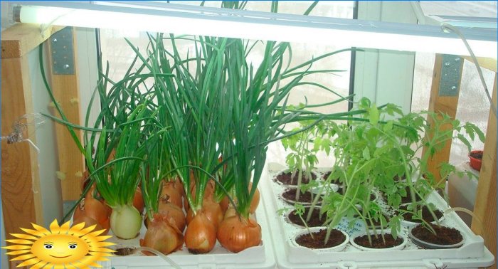 Hydroponie: domácí rostliny pro pěstování květin, bylin a zeleniny