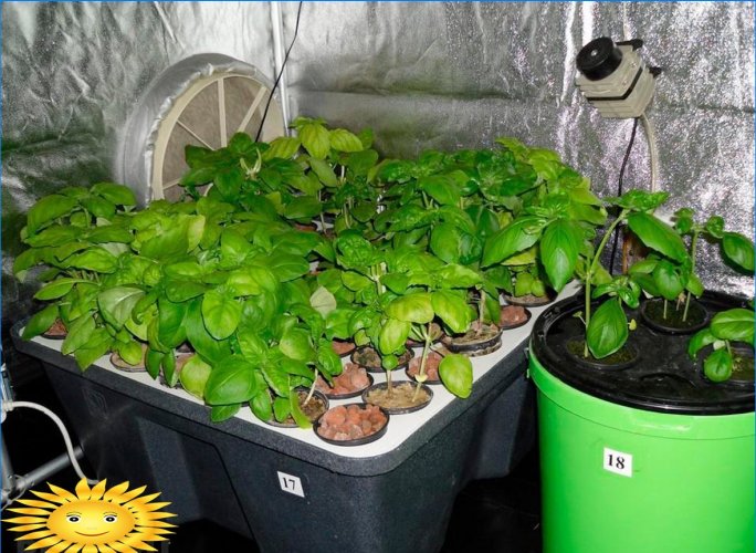 Hydroponie: domácí rostliny pro pěstování květin, bylin a zeleniny