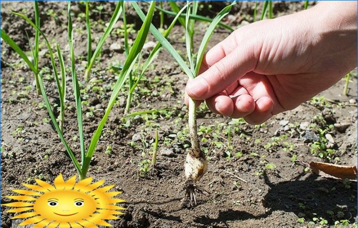 Jak správně pěstovat a udržovat sklizeň česneku