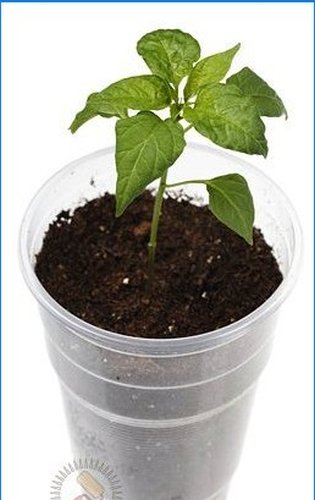 Jak pěstovat rostlinné sazenice sami