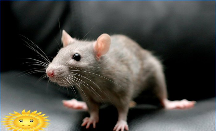 Jak se zbavit potkanů ​​a myší v domě s bylinkami
