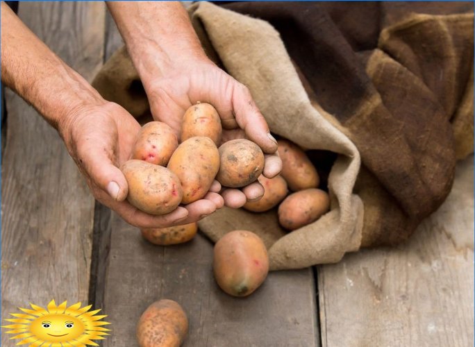 Jak správně skladovat brambory
