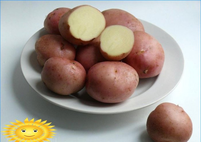 Romano odrůda brambor
