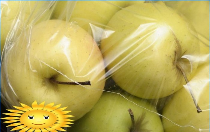 Jak správně sklízet a uchovávat jablka