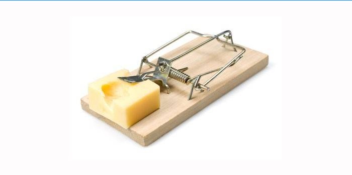 Mousetrap sýr