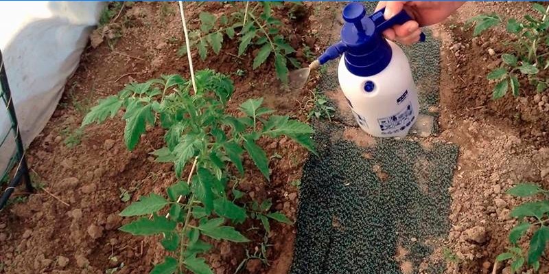 Boj proti plísni na rajčatech ve skleníku