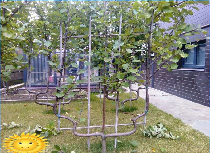 Ovocné stromy Trellis - originální kompaktní zahrada