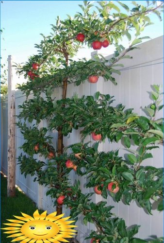 Ovocné stromy Trellis - originální kompaktní zahrada