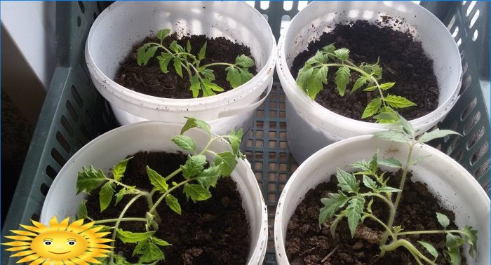 Pěstování sazenic rajčat podle čínské metody