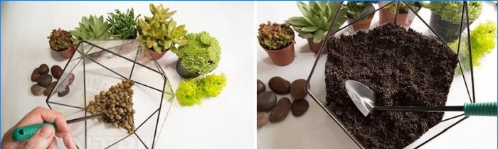 Rostliny v domě. Phytodesign jako způsob, jak oživit interiér