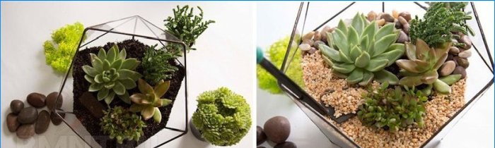 Rostliny v domě. Phytodesign jako způsob, jak oživit interiér