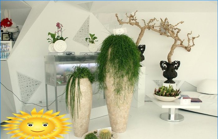 Rostliny v domě. Phytodesign jako způsob, jak oživit interiér