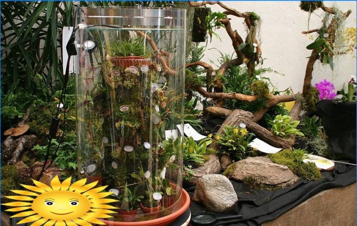 Rostliny v domě. Phytodesign jako způsob, jak oživit interiér