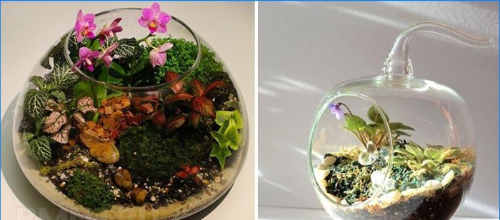Rostliny v domě. Phytodesign jako způsob, jak oživit interiér