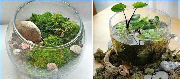 Rostliny v domě. Phytodesign jako způsob, jak oživit interiér