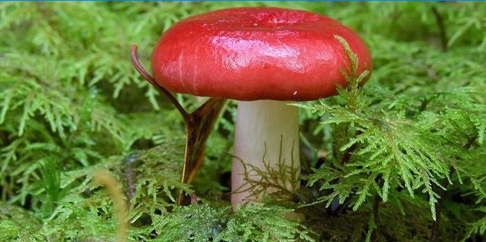 Russula