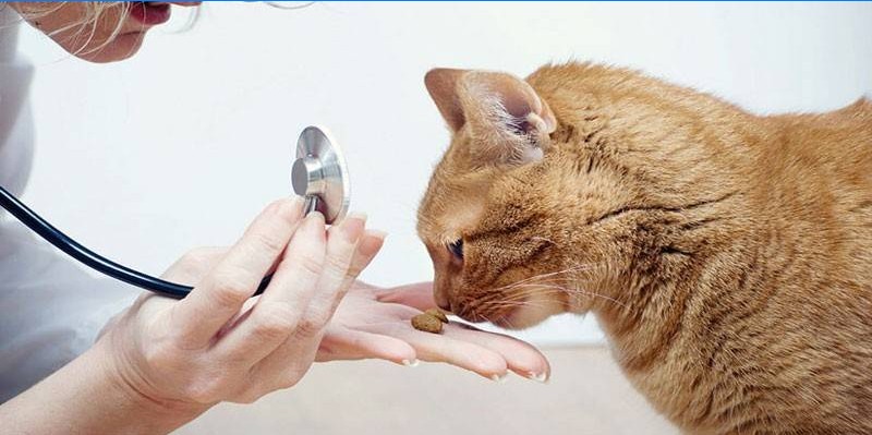 Kočka a veterinář