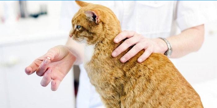 Veterinář dává kočičí lék