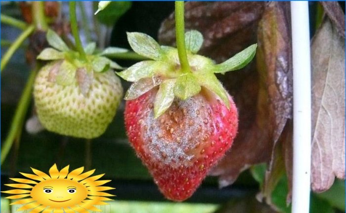 Zahradní jahody - nemoci a škůdci