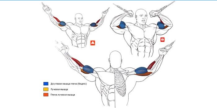 Crossover Biceps Cvičení