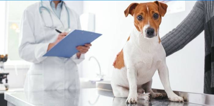 Pes ve veterináři
