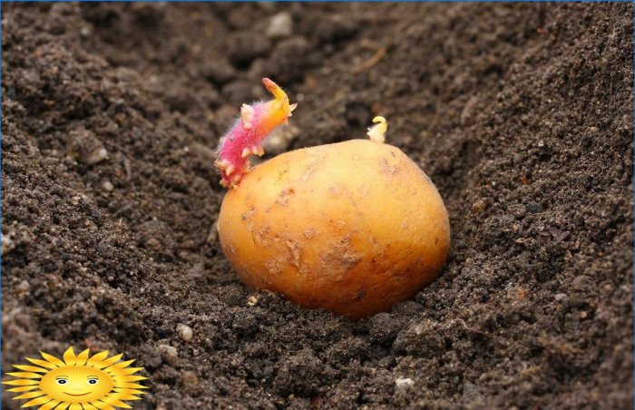 Výsadba brambor