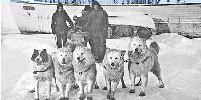 Amundsenova expedice na severní pól