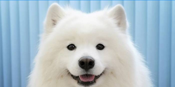 Pes se usmívá