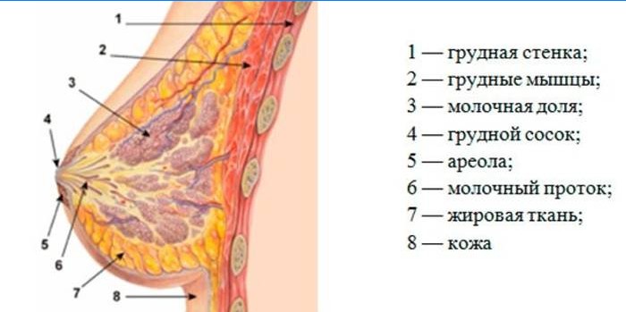 Struktura prsu