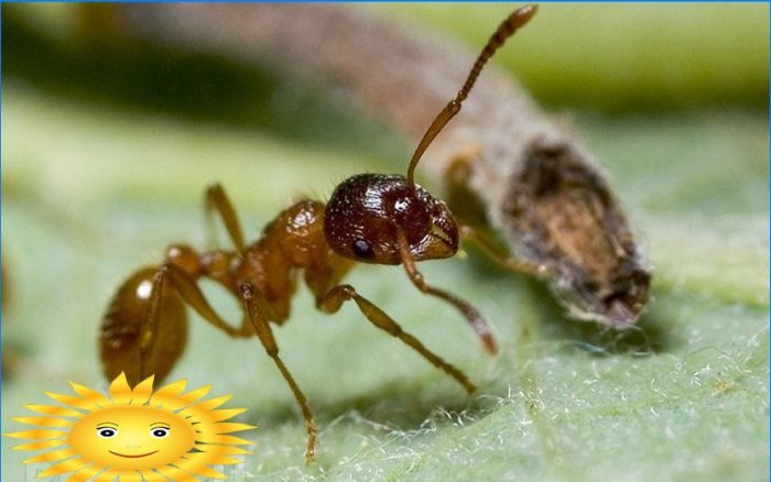 Boj proti mravenci nebo jak se zbavit mravenců