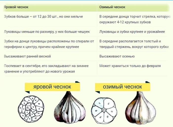 Rozdíl mezi jarní a zimní česnekem