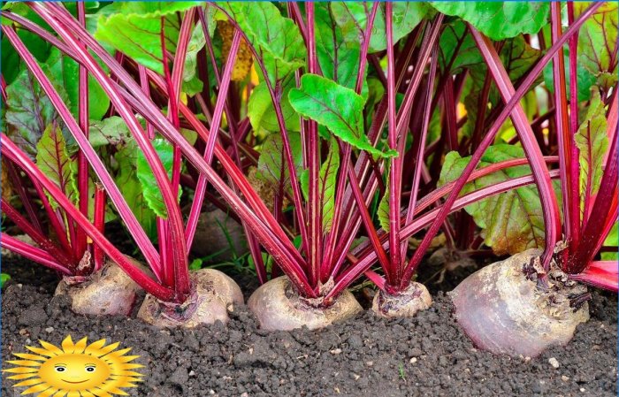 Lidové recepty na hnojiva do zahrady