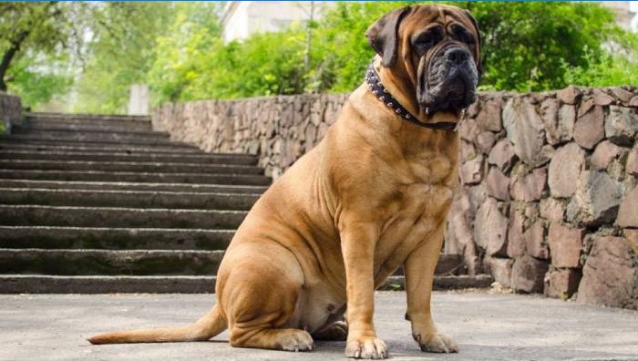 Bullmastiff