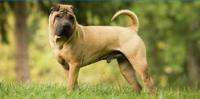 Sharpei