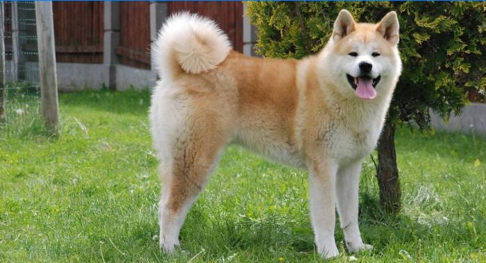 Akita Inu