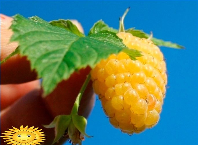 Žluté maliny - vlastnosti odrůd a pěstování