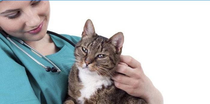 Kočka a veterinář