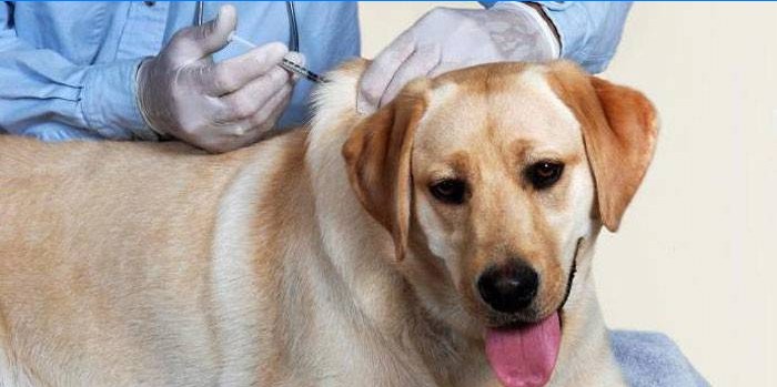 Veterinární lékař podává injekci psovi