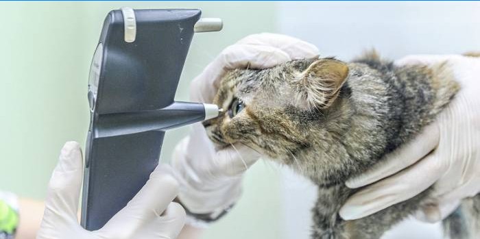 Veterinární vyšetření kočkou