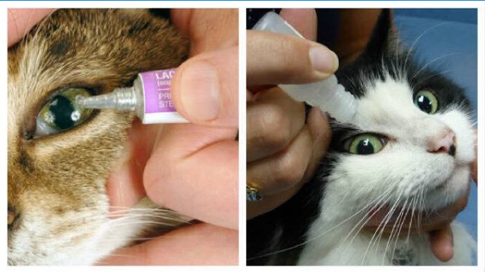 Léčba pro trhání očí u koček