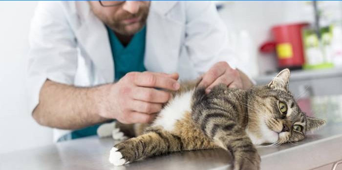 Na vyšetření veterinárním lékařem
