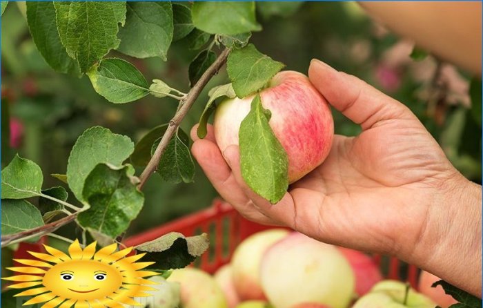 Prořezávání ovocných stromů: jak prořezávat jabloň
