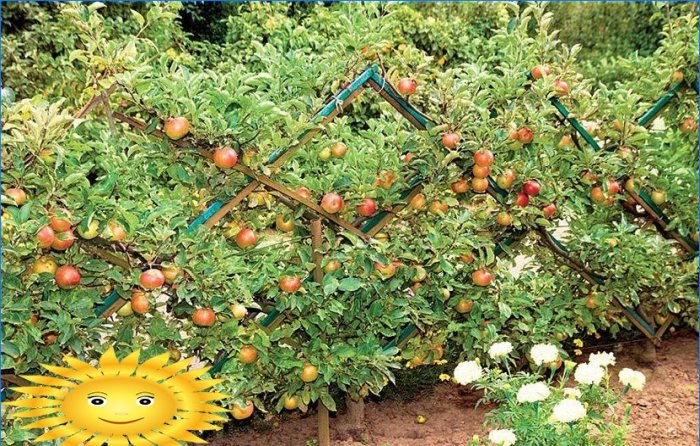 Prořezávání ovocných stromů: jak prořezávat jabloň