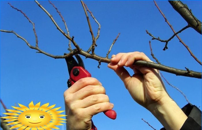 Prořezávání ovocných stromů na jaře