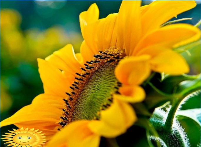 Pěstování a péče o okrasné slunečnice