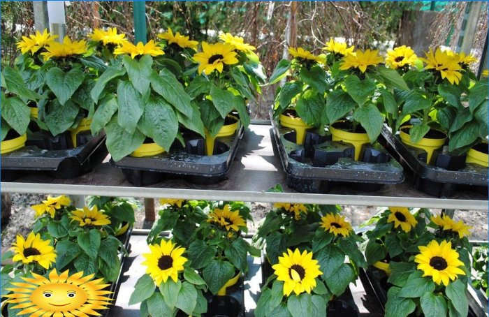 Pěstování a péče o okrasné slunečnice