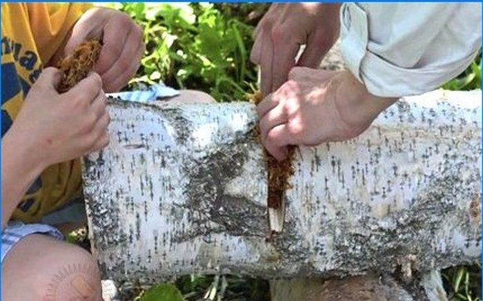 Pěstování shiitake a medové agariky na osobním pozemku