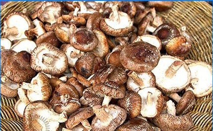 Pěstování shiitake a medové agariky na osobním pozemku